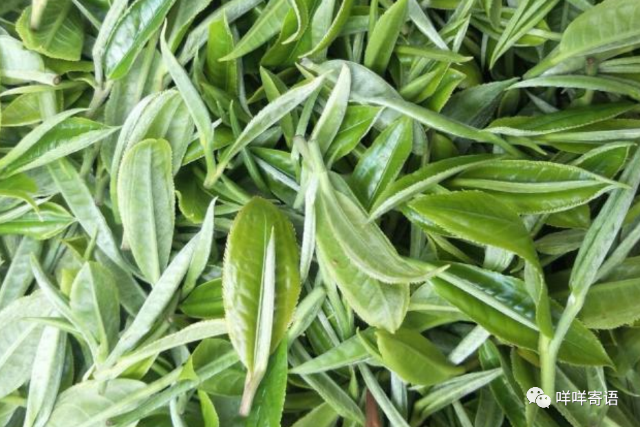 富硒茶过期能喝不