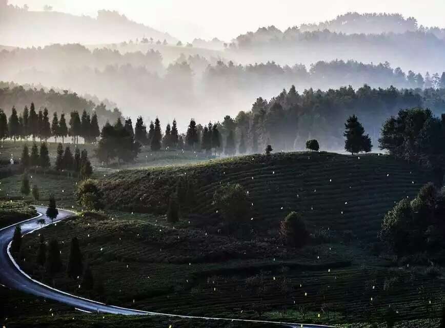 开阳富硒茶多少钱