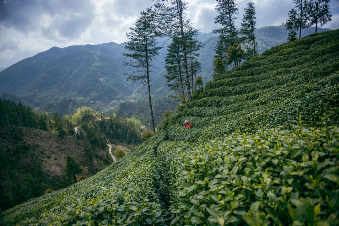镇巴怡溪春富硒茶