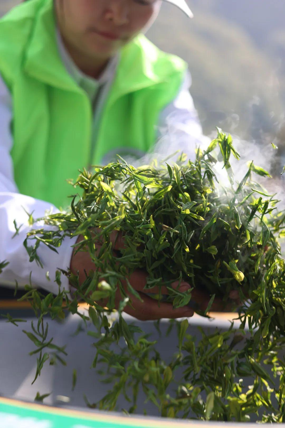 镇巴怡溪春富硒茶