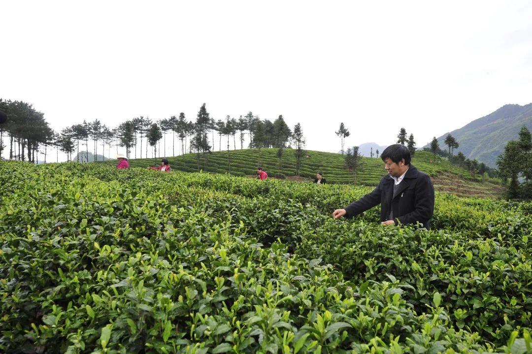 镇巴怡溪春富硒茶