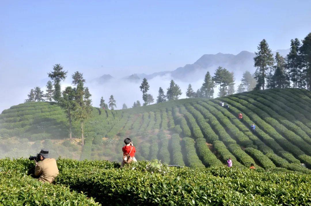 镇巴怡溪春富硒茶