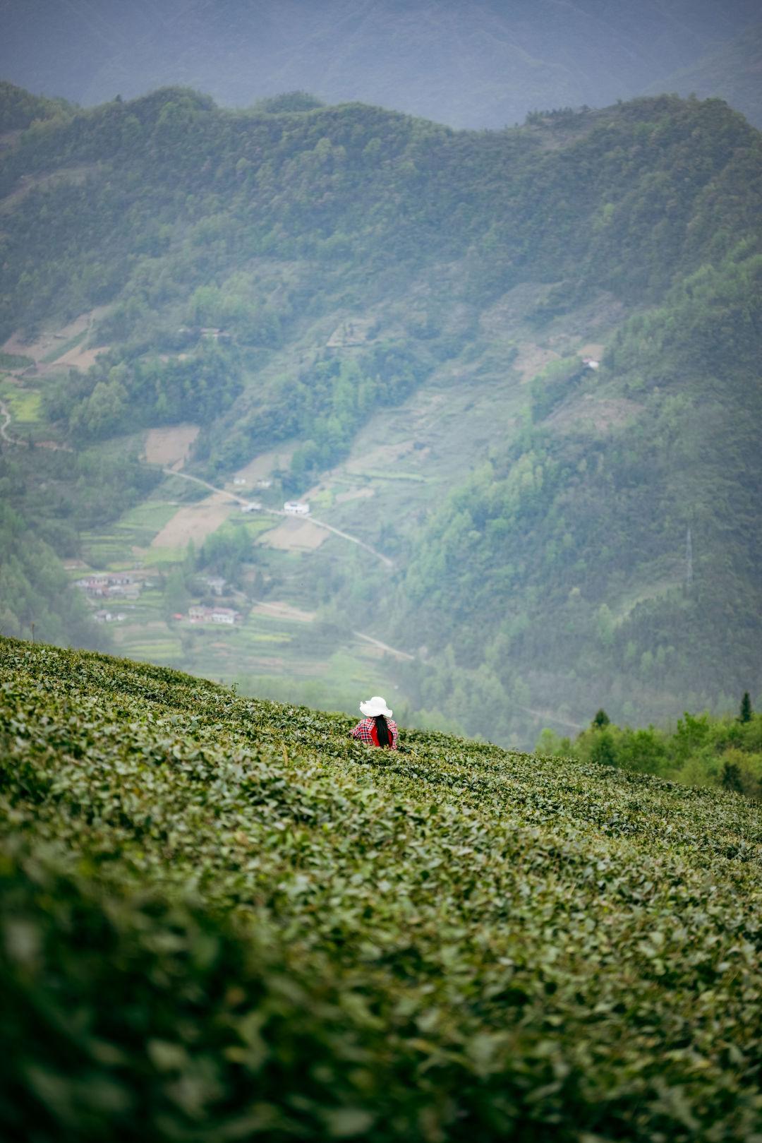 镇巴怡溪春富硒茶