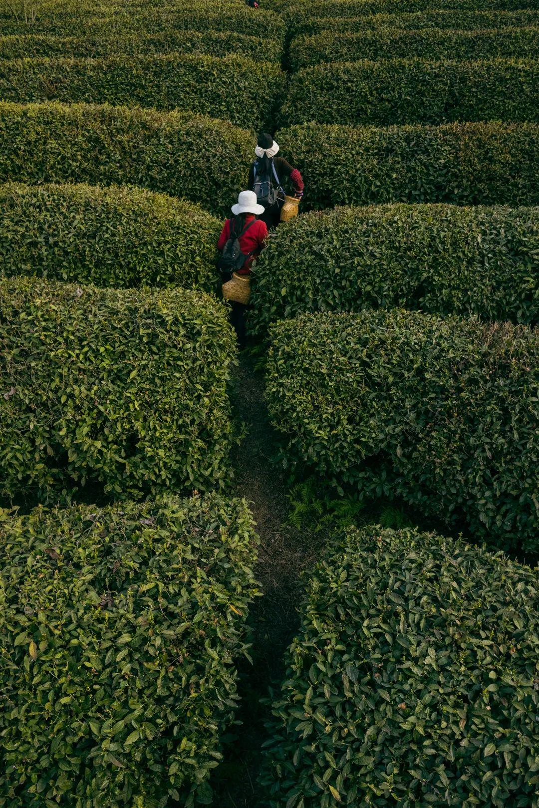 镇巴怡溪春富硒茶