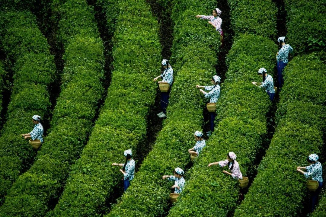 旺园春紫阳富硒茶