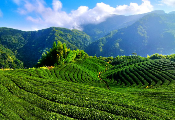 富硒茶对胃有刺激