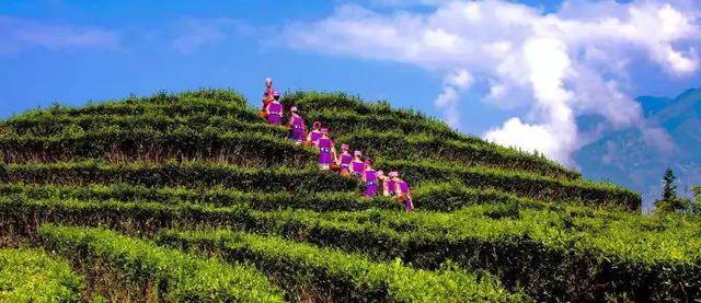 巴东神农溪富硒茶