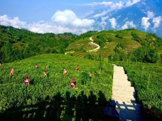 巴东神农溪富硒茶