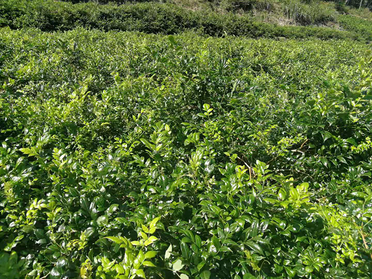 富硒野茶 张家界