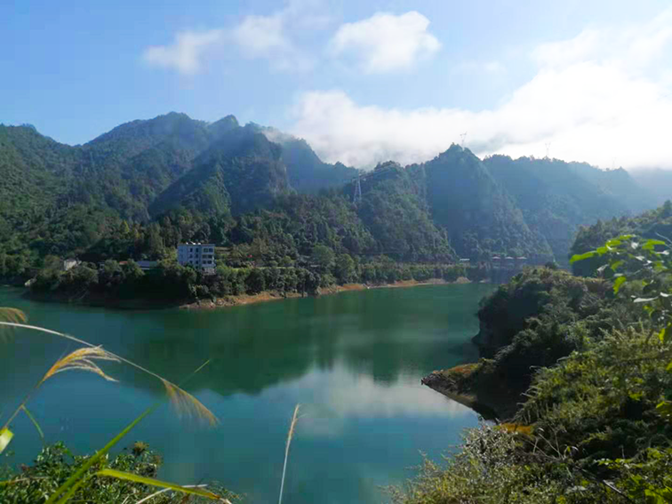 富硒野茶 张家界