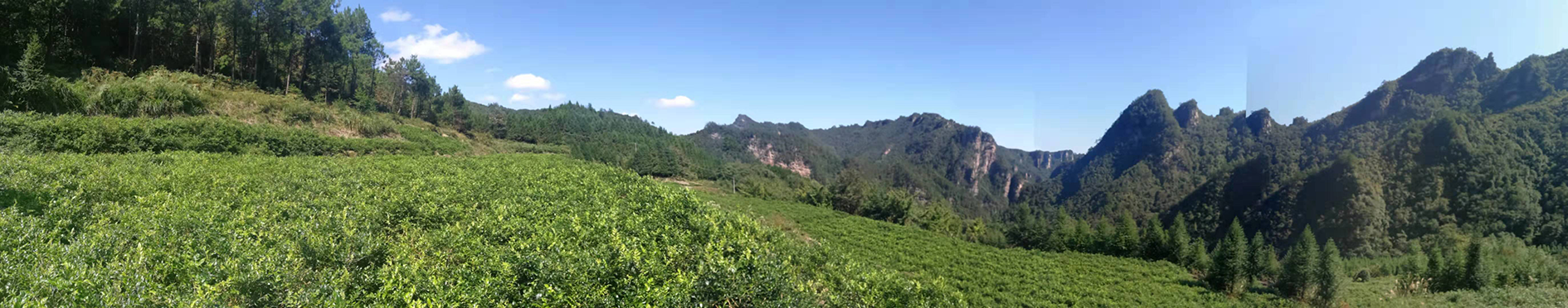 富硒野茶 张家界
