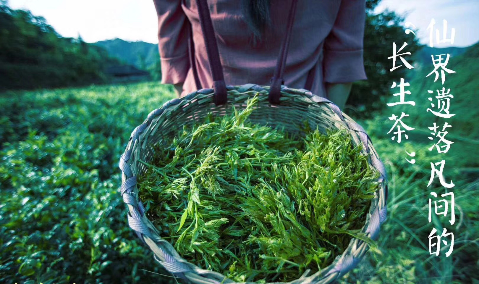 富硒野茶 张家界