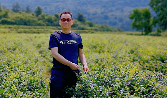 富硒野茶 张家界