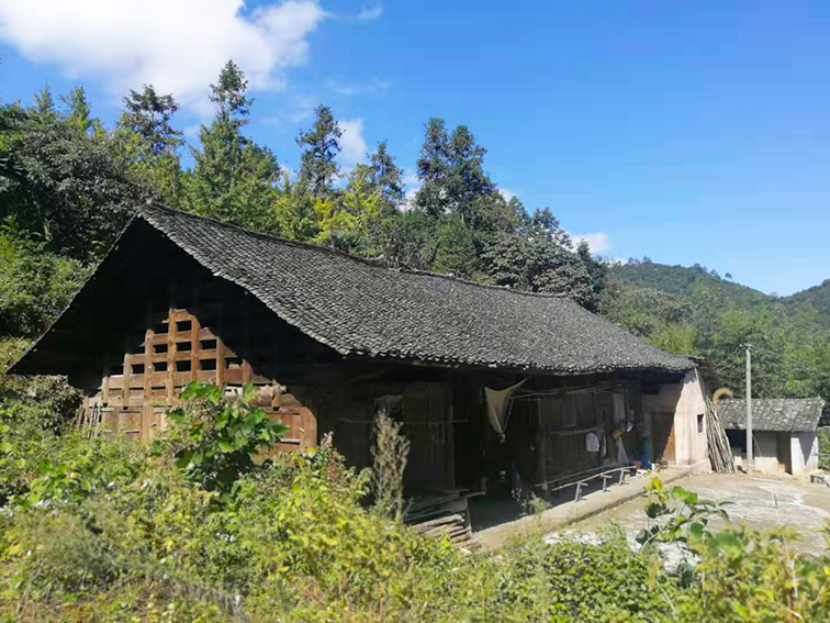 富硒野茶 张家界