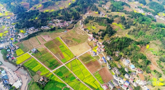 富硒野茶 张家界