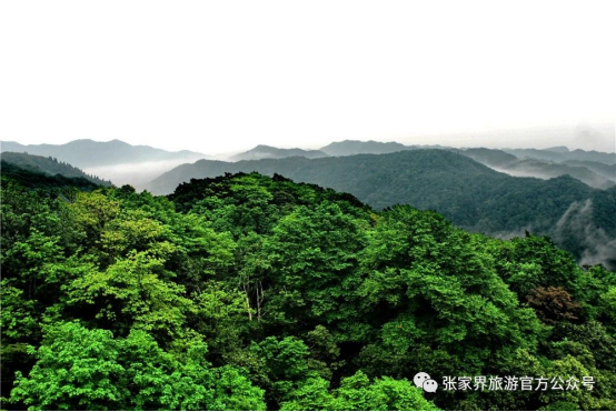 富硒野茶 张家界