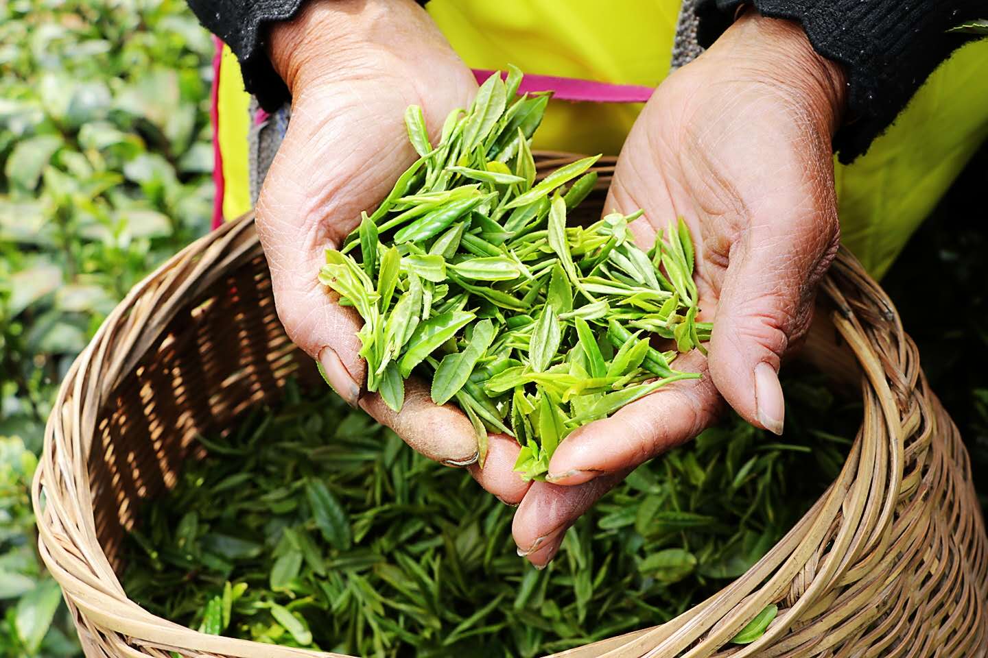 天方富硒茶代言人