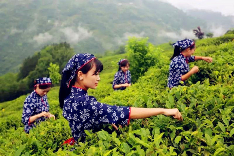 天方富硒茶代言人