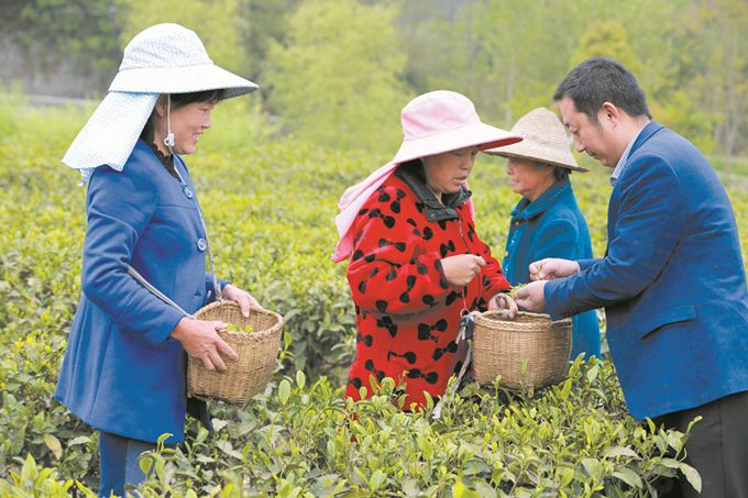 紫阳富硒茶直销网