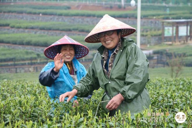 紫阳富硒茶金晓琴
