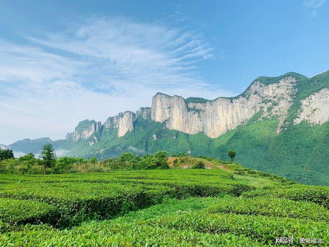 恩施富硒茶春之然