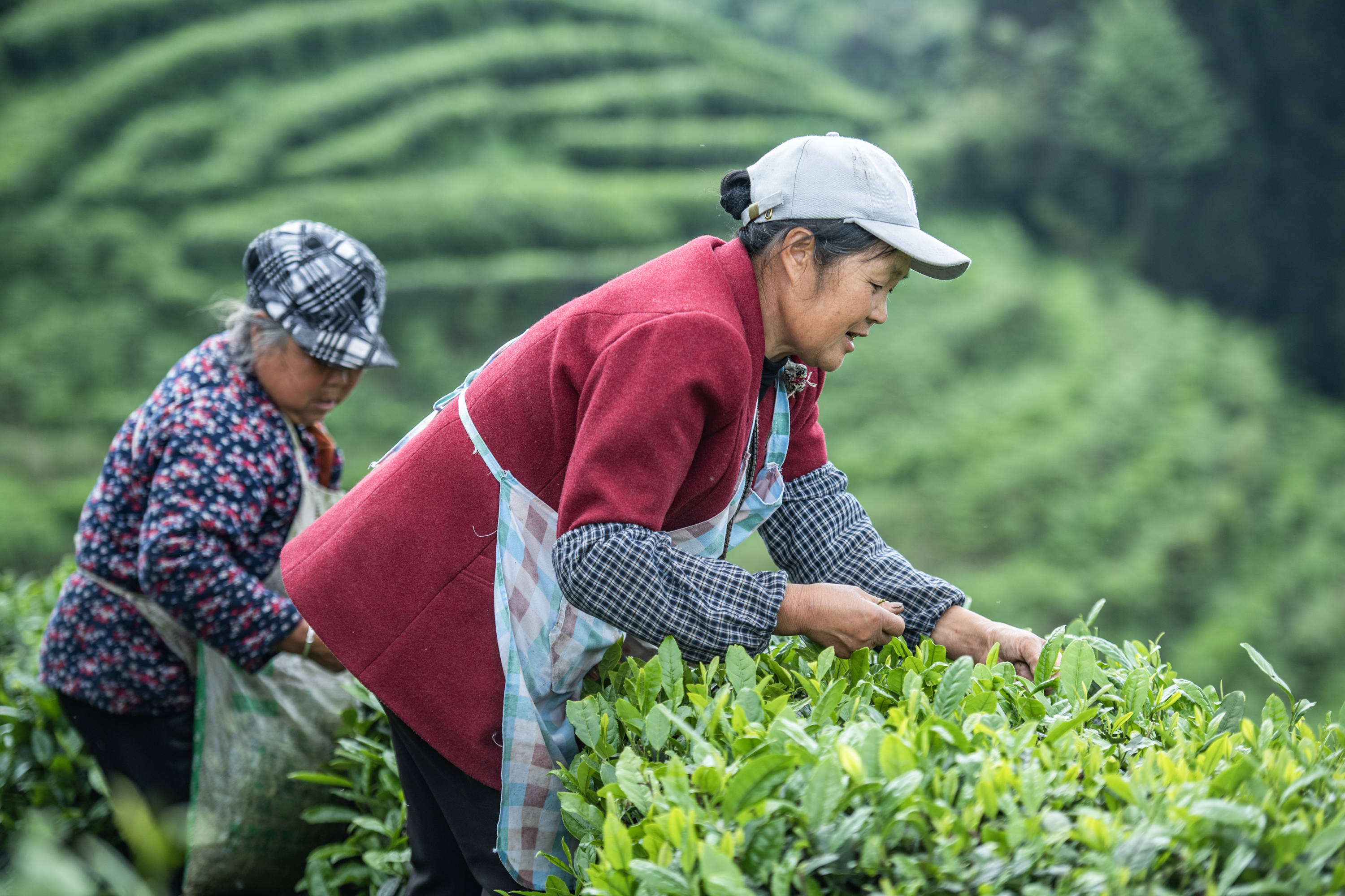 承德凤岗富硒锌茶