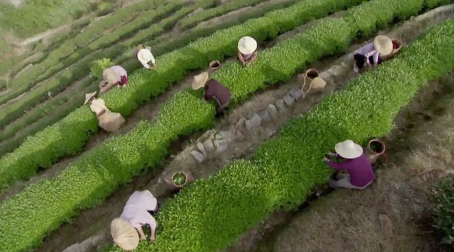 开阳富硒茶专卖店