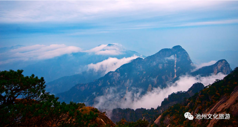 池州仙寓山富硒茶