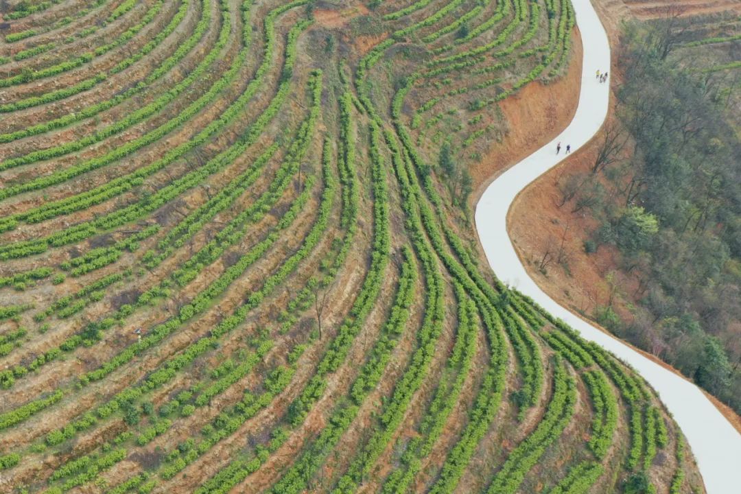 什么地方富硒茶好