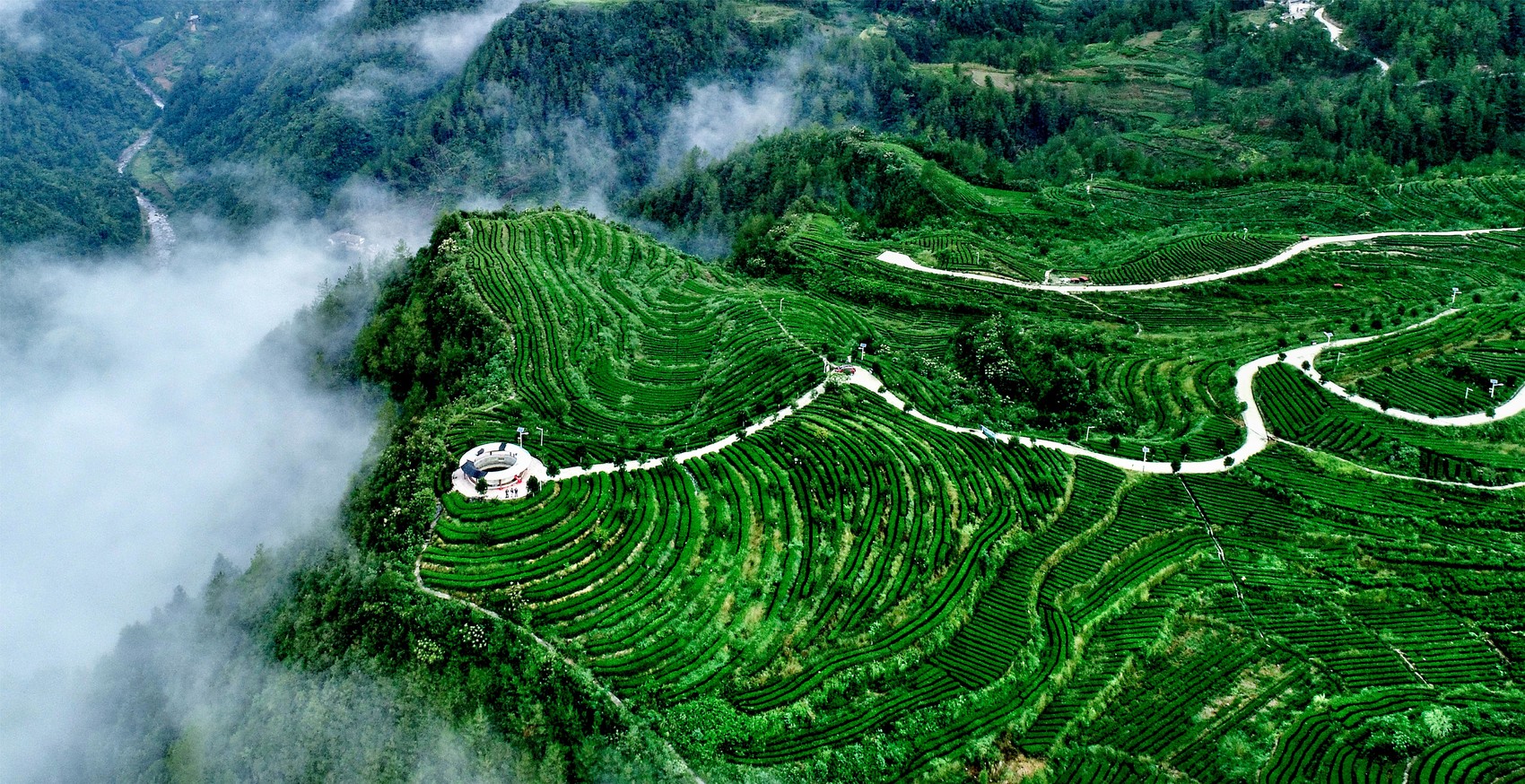 富硒茶专用有机肥