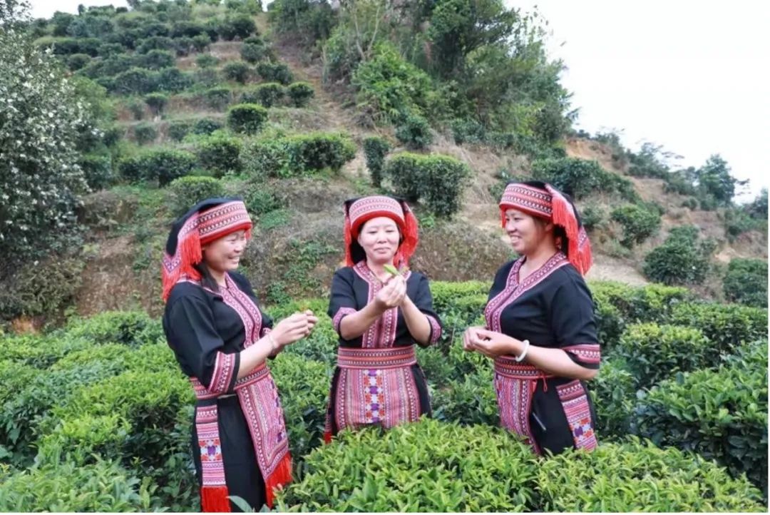 云雾富硒茶怎么样