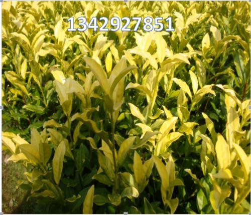 有机茶富硒大红袍