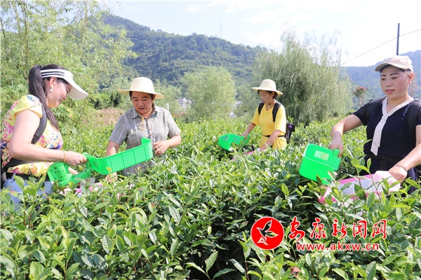 邱红英紫阳富硒茶