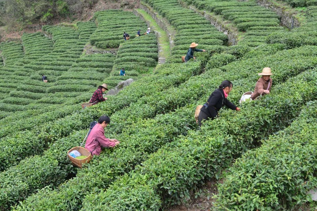 茅坪和富硒茶直播