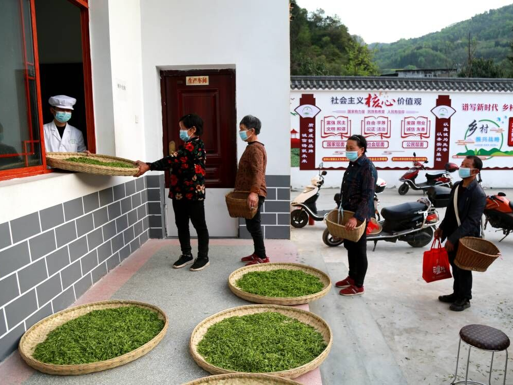 茅坪和富硒茶直播
