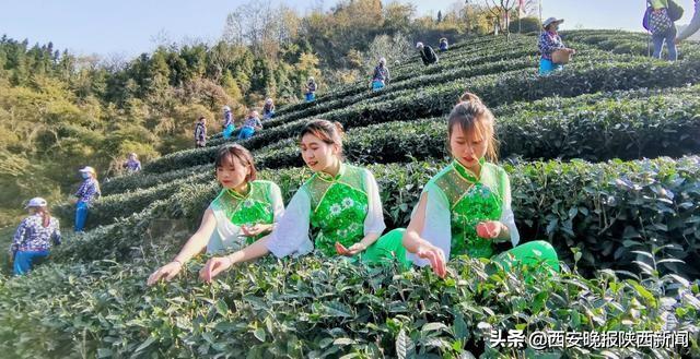 淘宝网陕南富硒茶