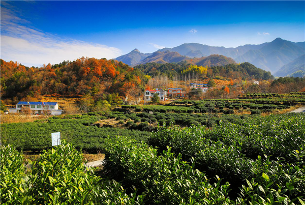 安化黑茶含富硒吗