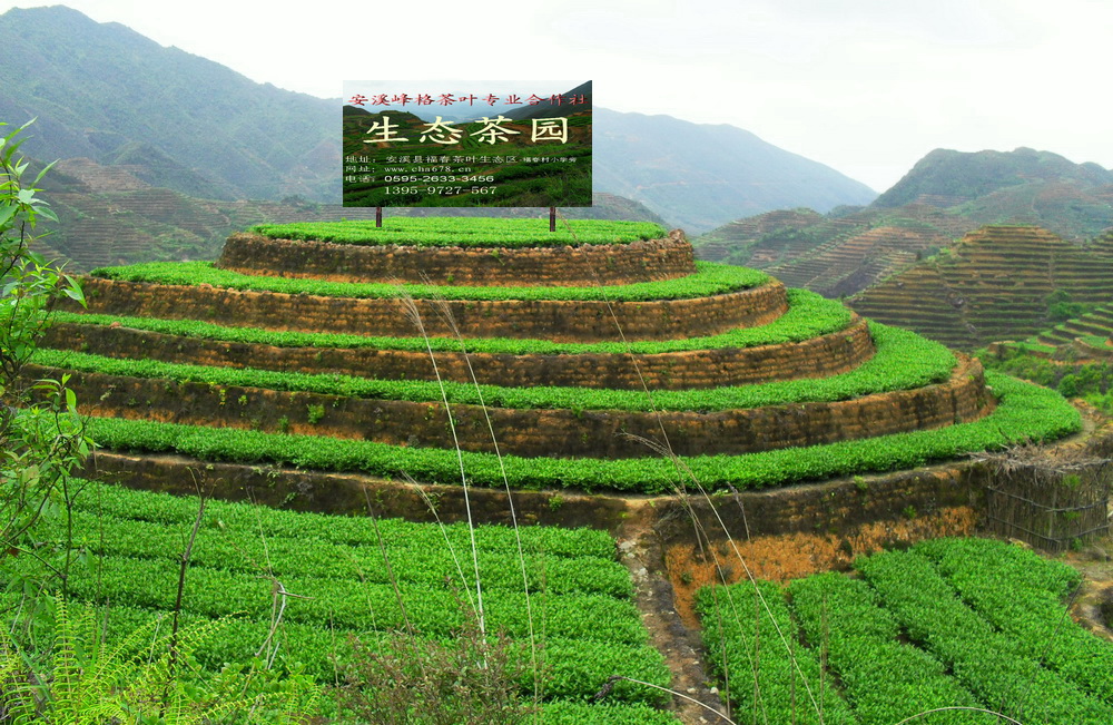 富硒茶产业链项目