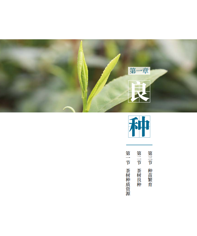 罗溪野生富硒黑茶