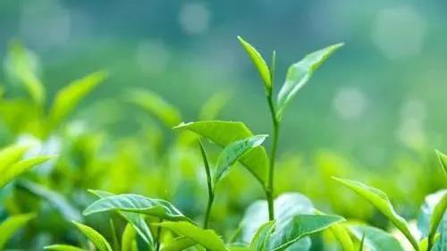 罗溪野生富硒黑茶