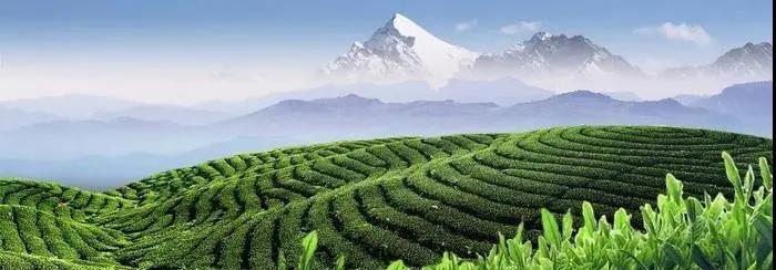 罗溪野生富硒黑茶