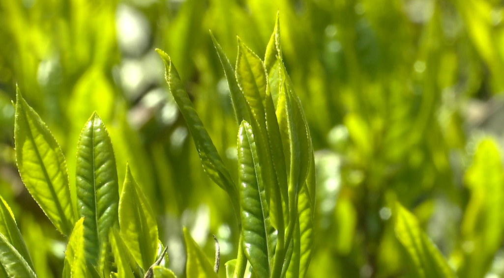 石台仙寓富硒野茶