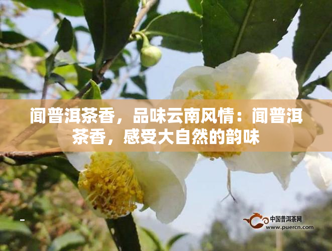 闻普洱茶香，品味云南风情：闻普洱茶香，感受大自然的韵味
