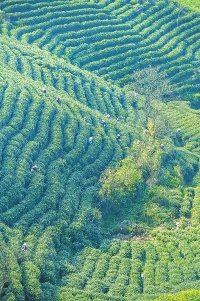 富硒茶产业链项目