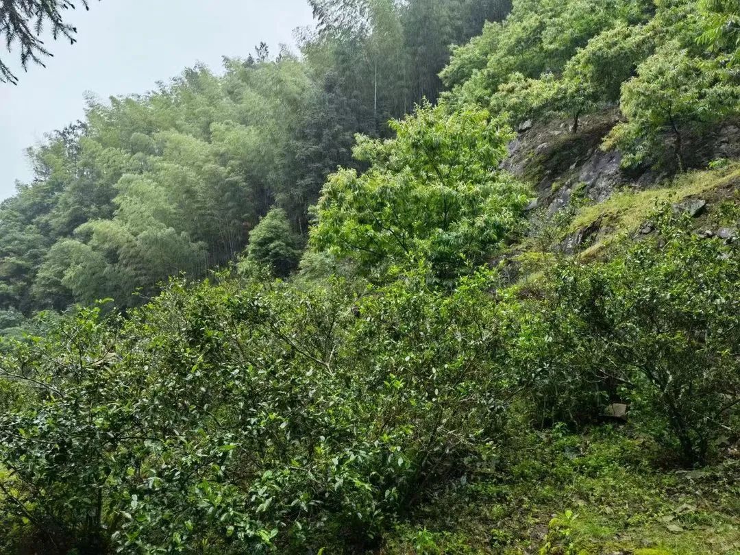 野茶和富硒的区别