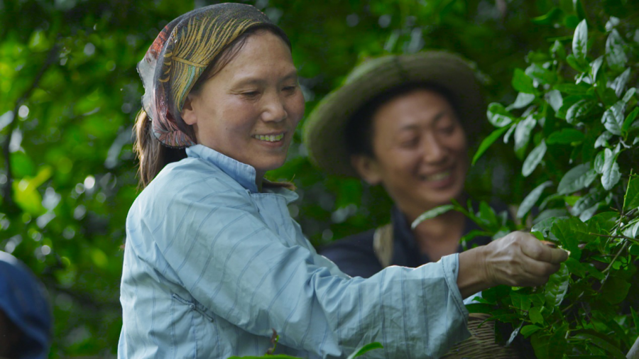 黄金芽和富硒野茶