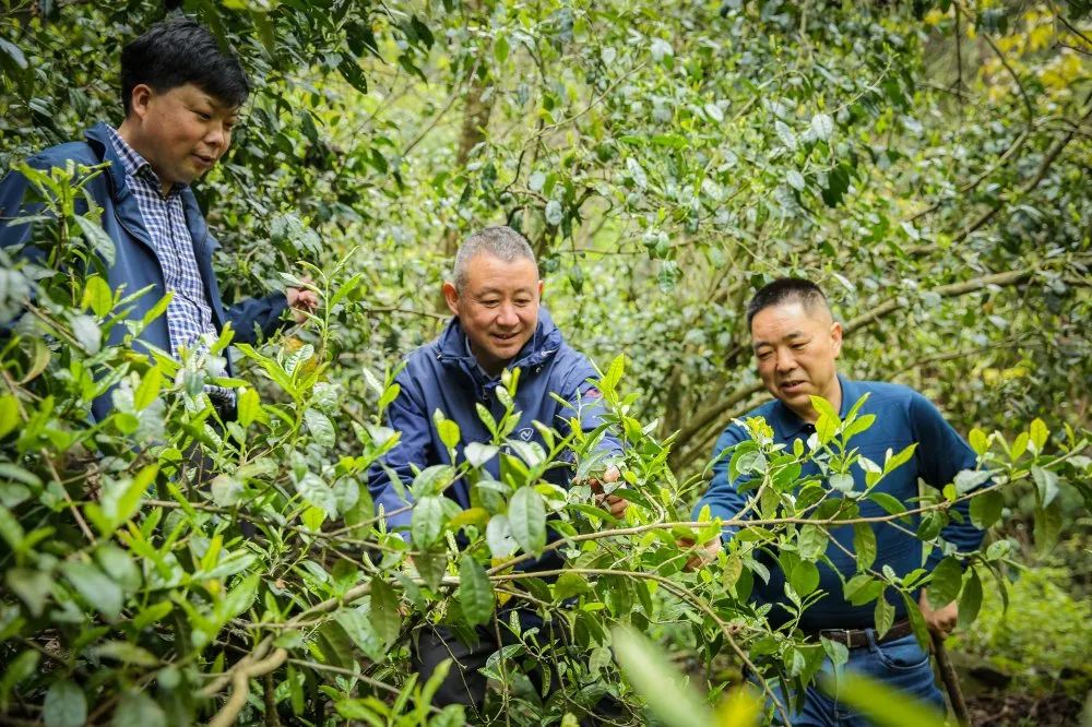 黄金芽和富硒野茶