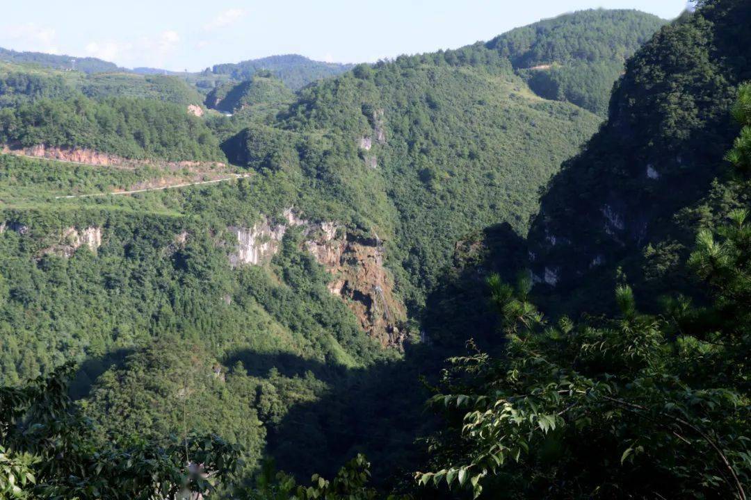 高质量富硒茶公司