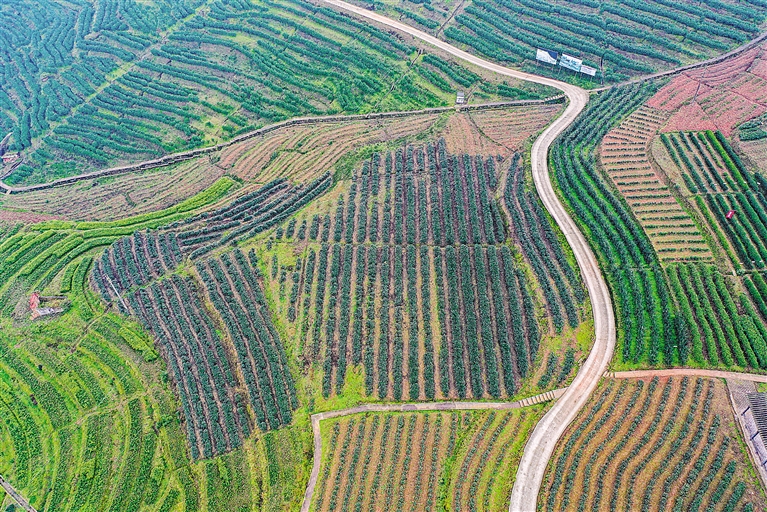 高质量富硒茶公司