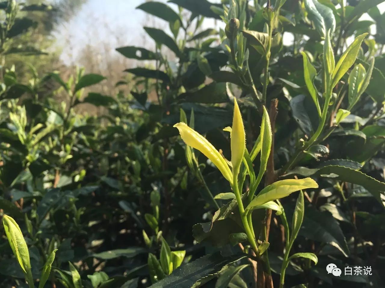 野茶和富硒的区别